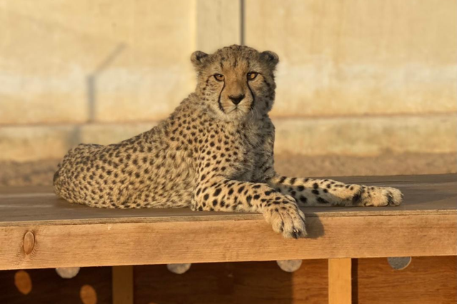Cheetahs in Somaliland are threatened by the deadly pet trade