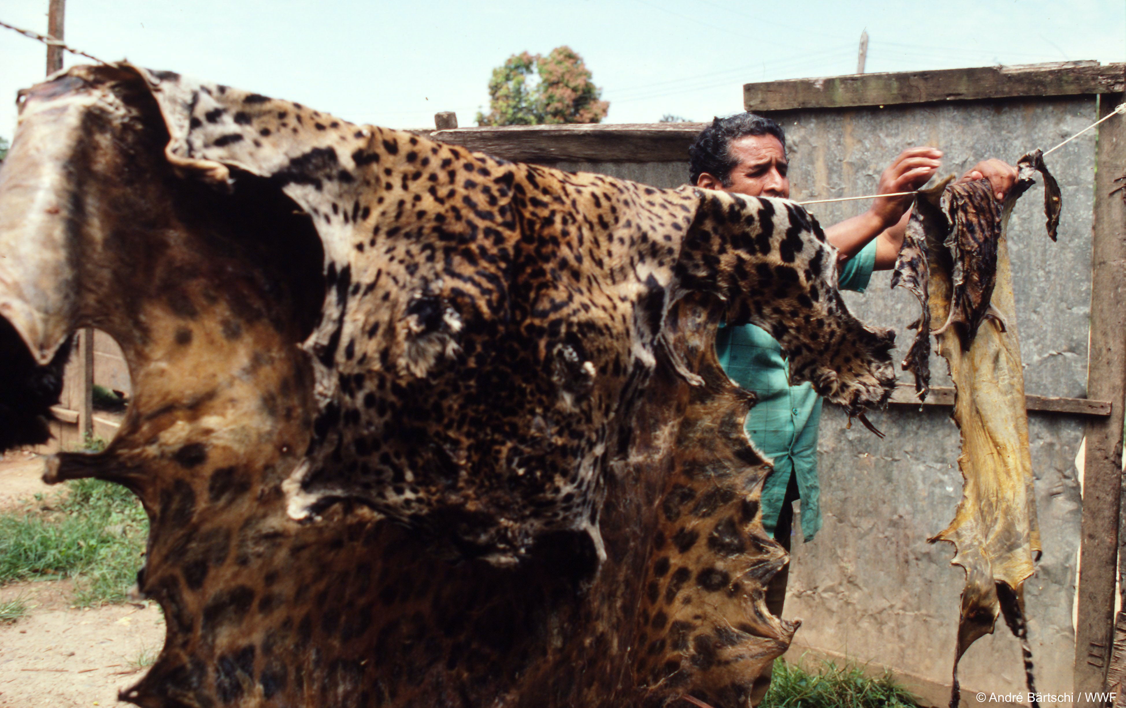 Man with skins of jaguar and ocelot for sale in the lowland rainforest of Madre de Dios, Peru. Jaguar bones, skulls and skins, are being sought as substitutes for tiger parts