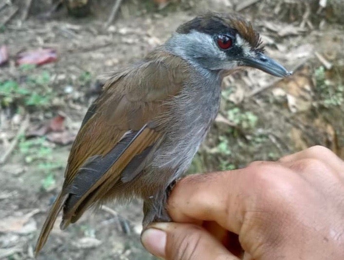 The black-browed babbler was first described in about 1850