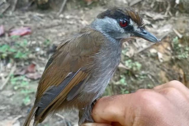 <p>The black-browed babbler was first described in about 1850</p>