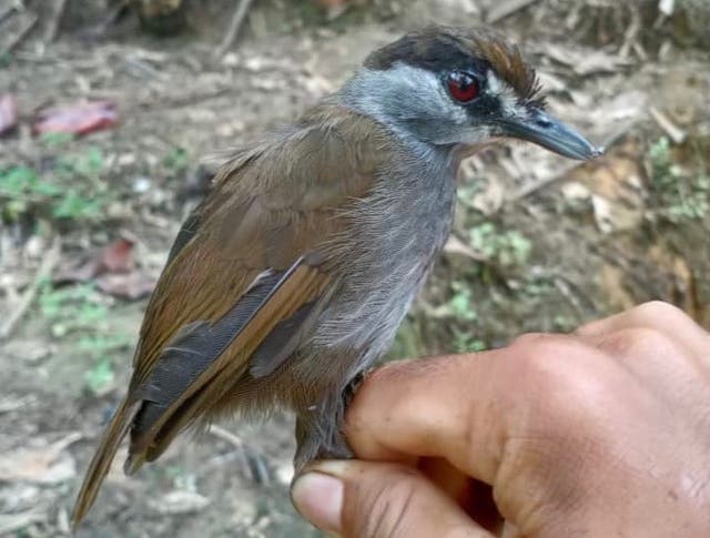 <p>The black-browed babbler was first described in about 1850</p>