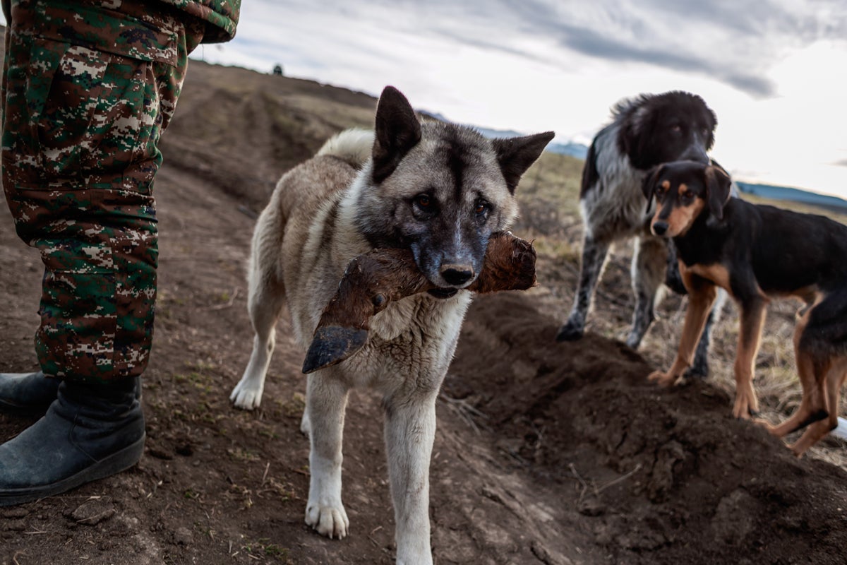 A stray dog with a cattle leg at a soldier’s front position near Martuni. The soldiers only leave their positions to refill water tanks and get food from villagers
