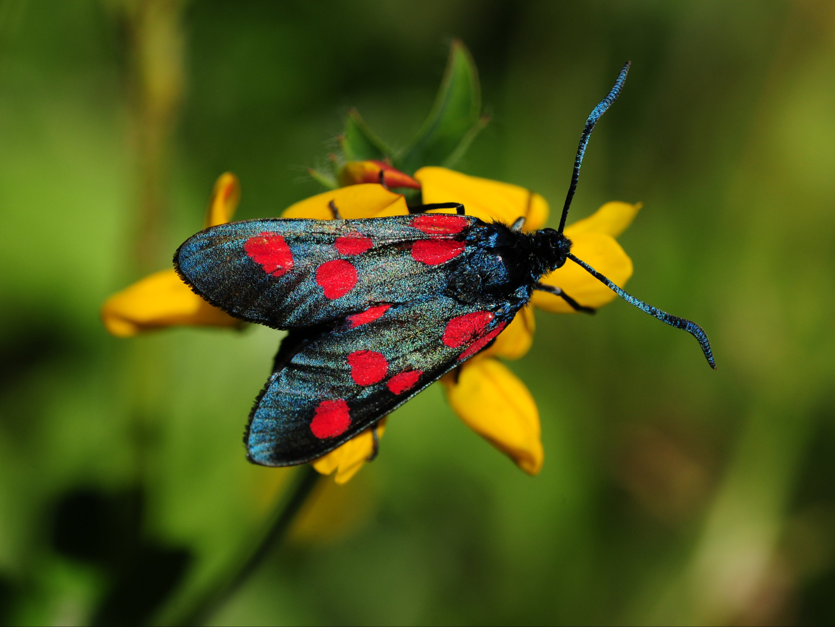 A six spot burnet moth in the UK. Scientists say numbers of moths in Britain have declined by a third in 50 years