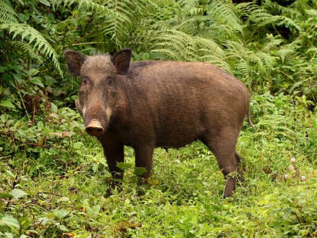 It may look like a mess, but wild boars’ rootling can have unexpected benefits for forests, research suggests