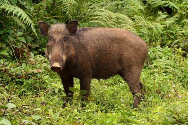 It may look like a mess, but wild boars’ rootling can have unexpected benefits for forests, research suggests