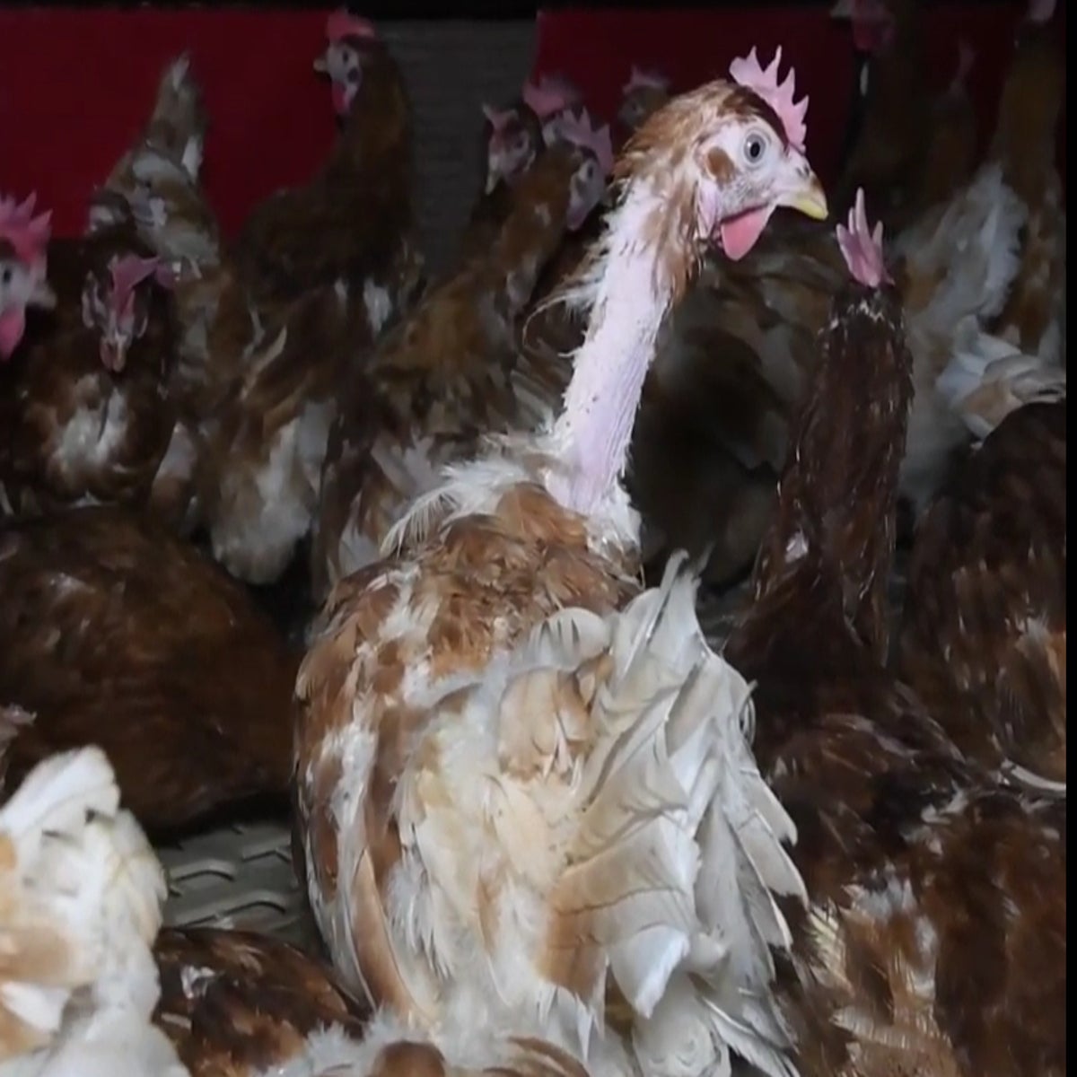 Free-range' hens from Happy Egg suppliers suffer misery in overcrowded  sheds, investigators claim