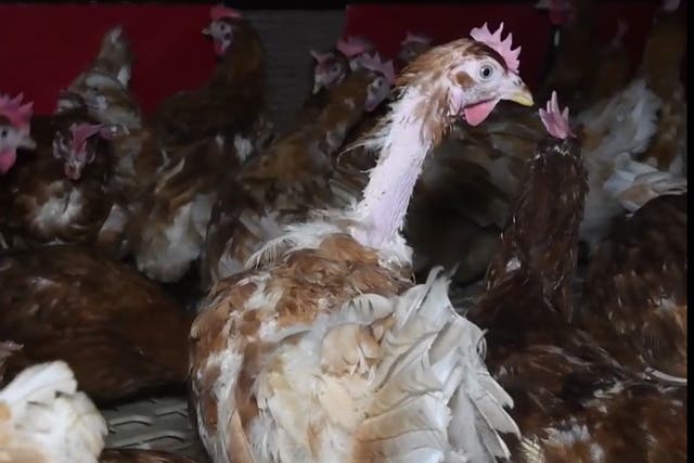 Hens lost feathers through stress and being pecked by others in the dark sheds, it’s claimed