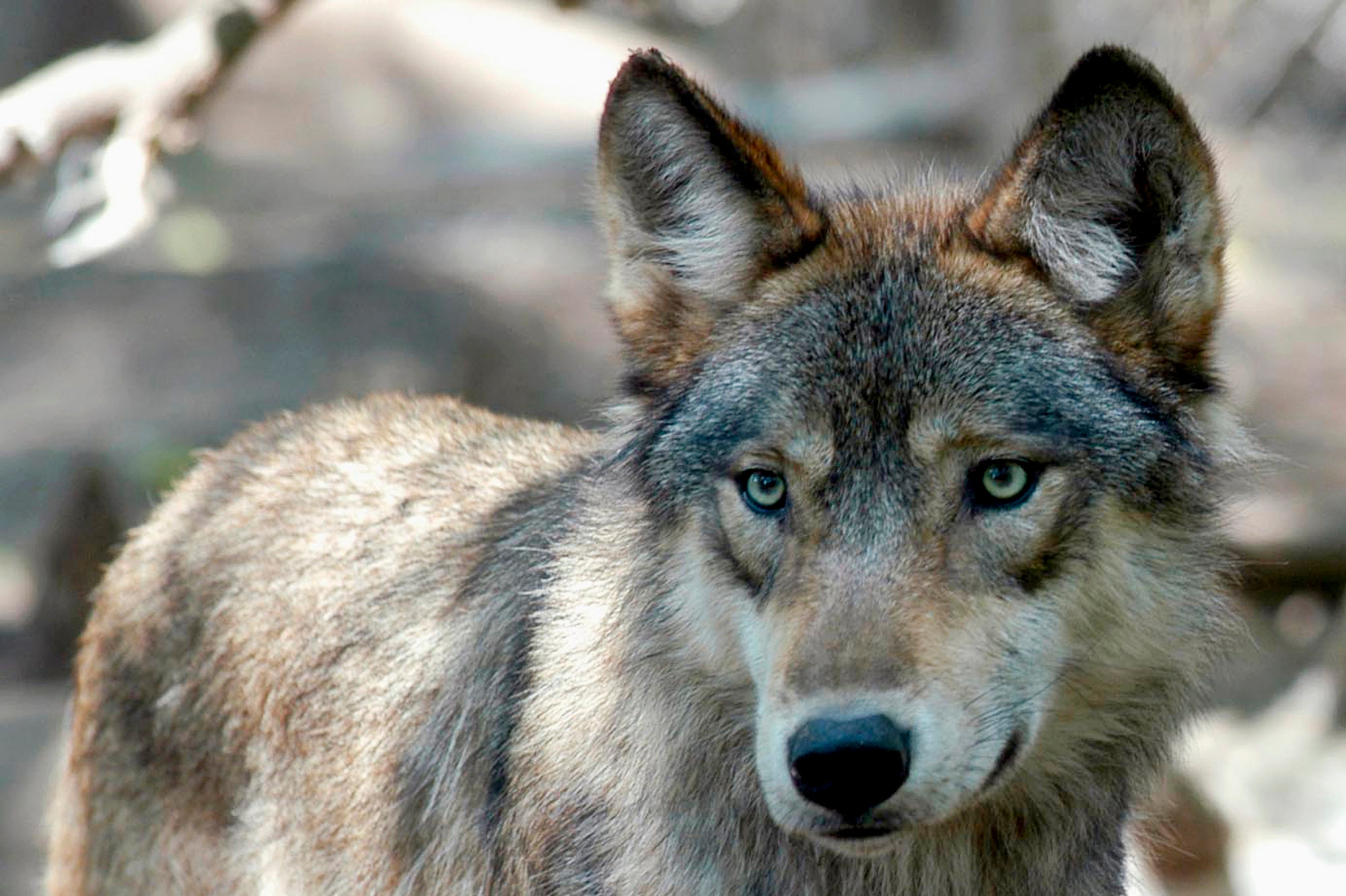 FILE - This July 16, 2004, file photo, shows a gray wolf at the Wildlife Science Center in Forest Lake, Minn. Wildlife advocates are urging Colorado officials to streamline planning for reintroducing the gray wolf. They argue the launch of an overly bureaucratic process will frustrate the intent of voters who approved reintroduction by the end of 2023. (AP Photo/Dawn Villella, File)