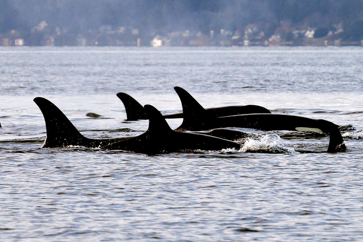 Study: Chinook salmon are key to Northwest orcas all year