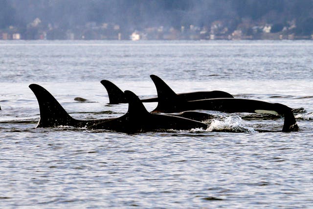 Endangered Orcas Diet
