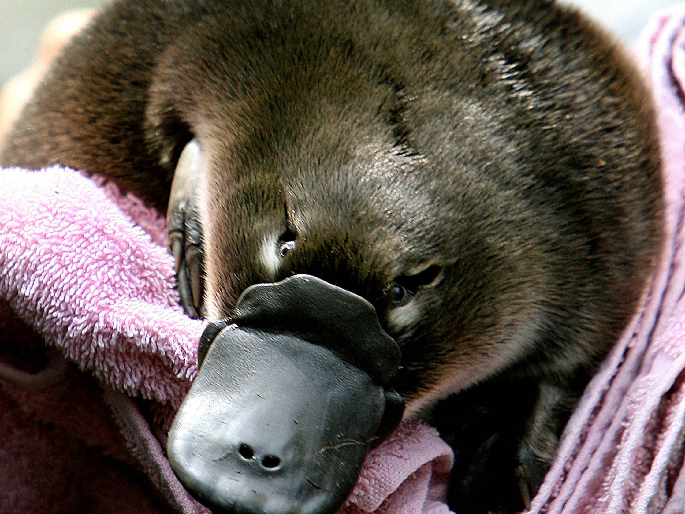 does a duck billed platypus have a stomach