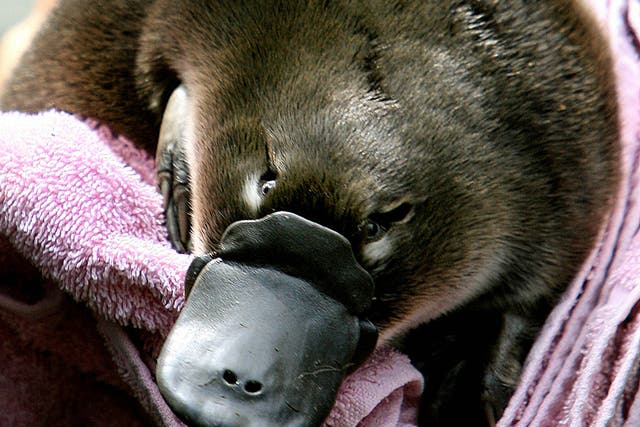 <p>The duck-billed platypus, a species unique to Australia, is facing extinction due to <a href="/news/world/australasia/bush-fires-sweep-outskirts-of-sydney-127081.html">bush fires </a>and drought linked to the <a href="/climate-change/news/budget-2021-climate-crisis-b1812017.html">climate crisis</a></p>