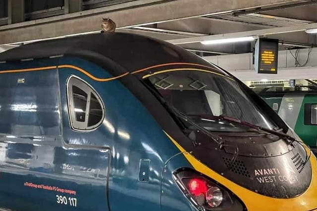 <p>The cat on top of an Avanti West Coasttrain in Euston Station</p>