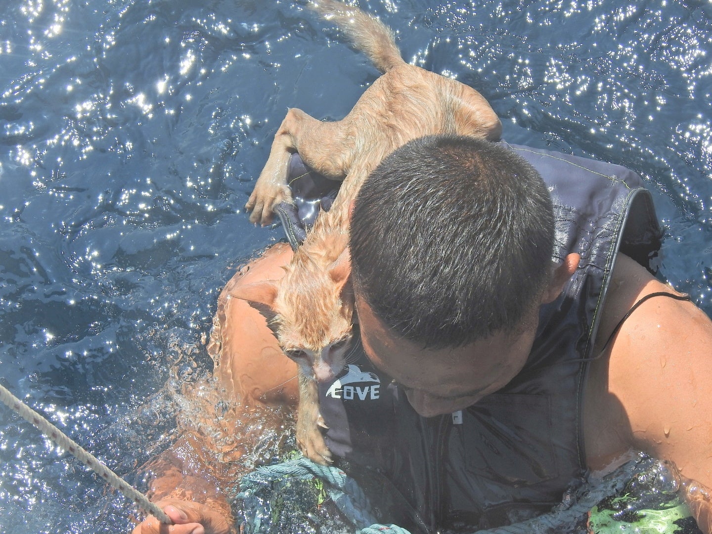 <p>A Thai navy officer swims with a rescued cat on his back in the Andaman Sea on 2 March</p>