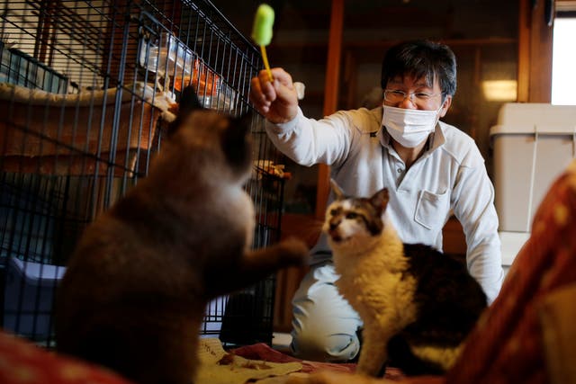 <p>Sakae Kato plays with cats that he rescued, called Mokkun and Charm, who are both infected with feline leukemia virus, at his home, in a restricted zone in Namie, Fukushima Prefecture, Japan</p>