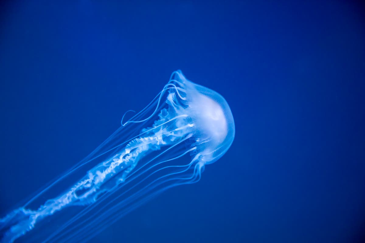 jellyfish stinging someone