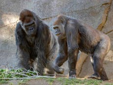 San Diego Zoo gorillas receive Covid vaccine for animals