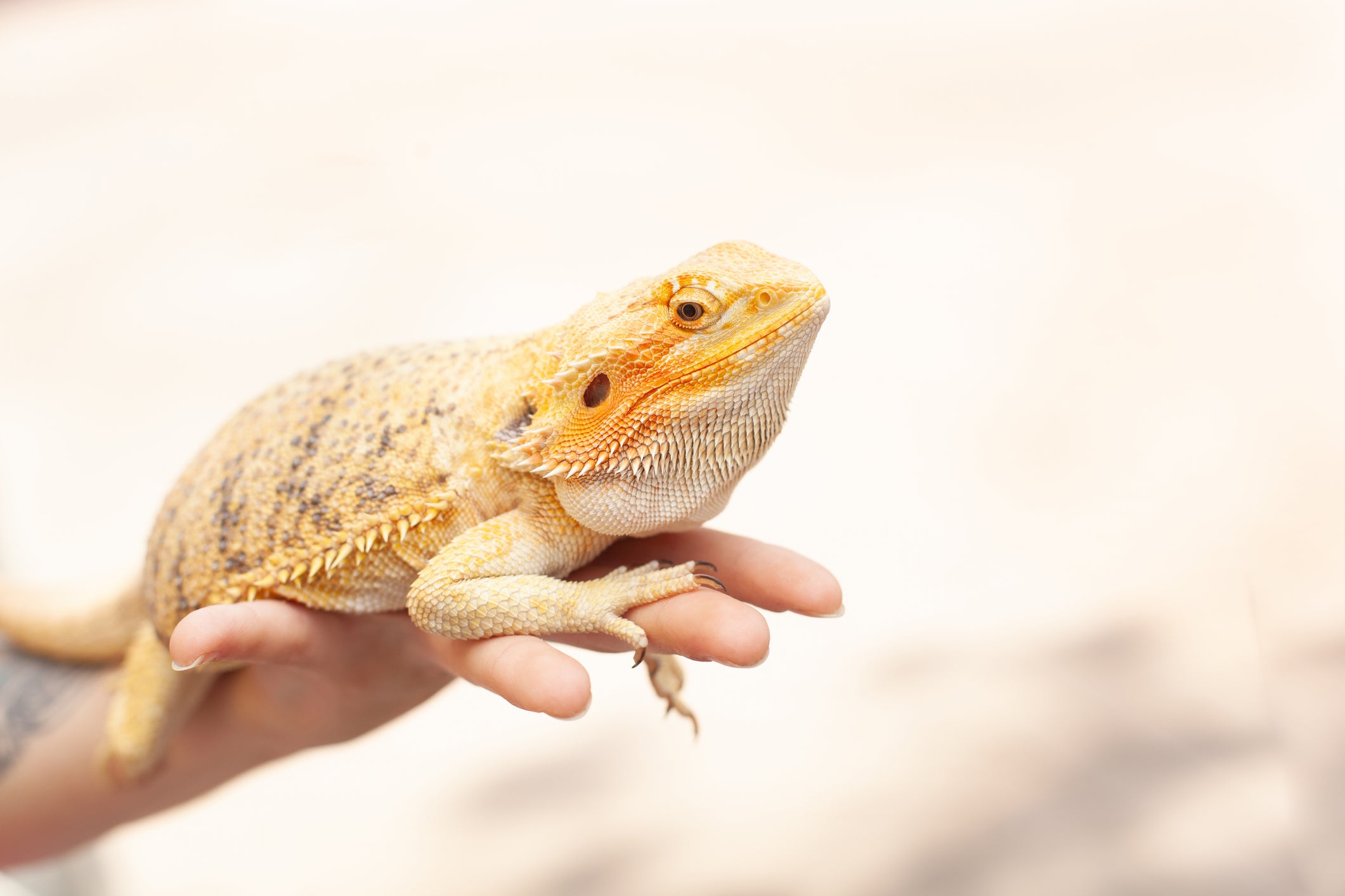 7 weird and wonderful facts about bearded dragons