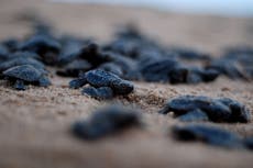 Stop the Illegal Wildlife Trade: Tragic tale of India’s illicit turtle trafficking industry