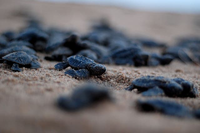 <p>File Image: Newly-hatched Olive Ridley turtles make their way to the ocean at a beach in the Indian state of Odisha  </p>