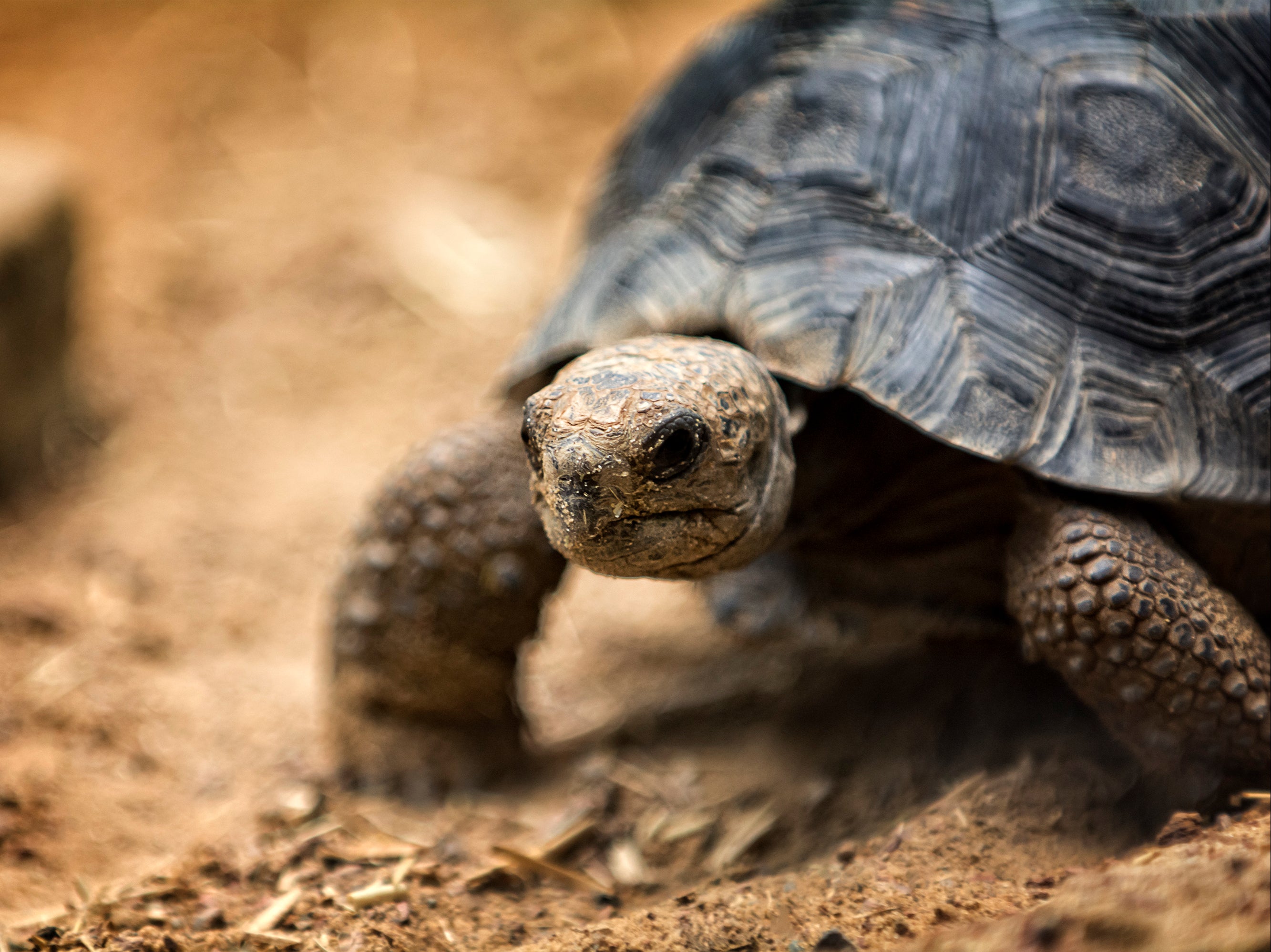 A baby Galapagos tortoise