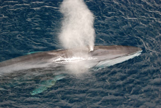 <p>En 2019, al menos 13 ballenas aparecieron muertas en las costas del área de la bahía de San Francisco</p>