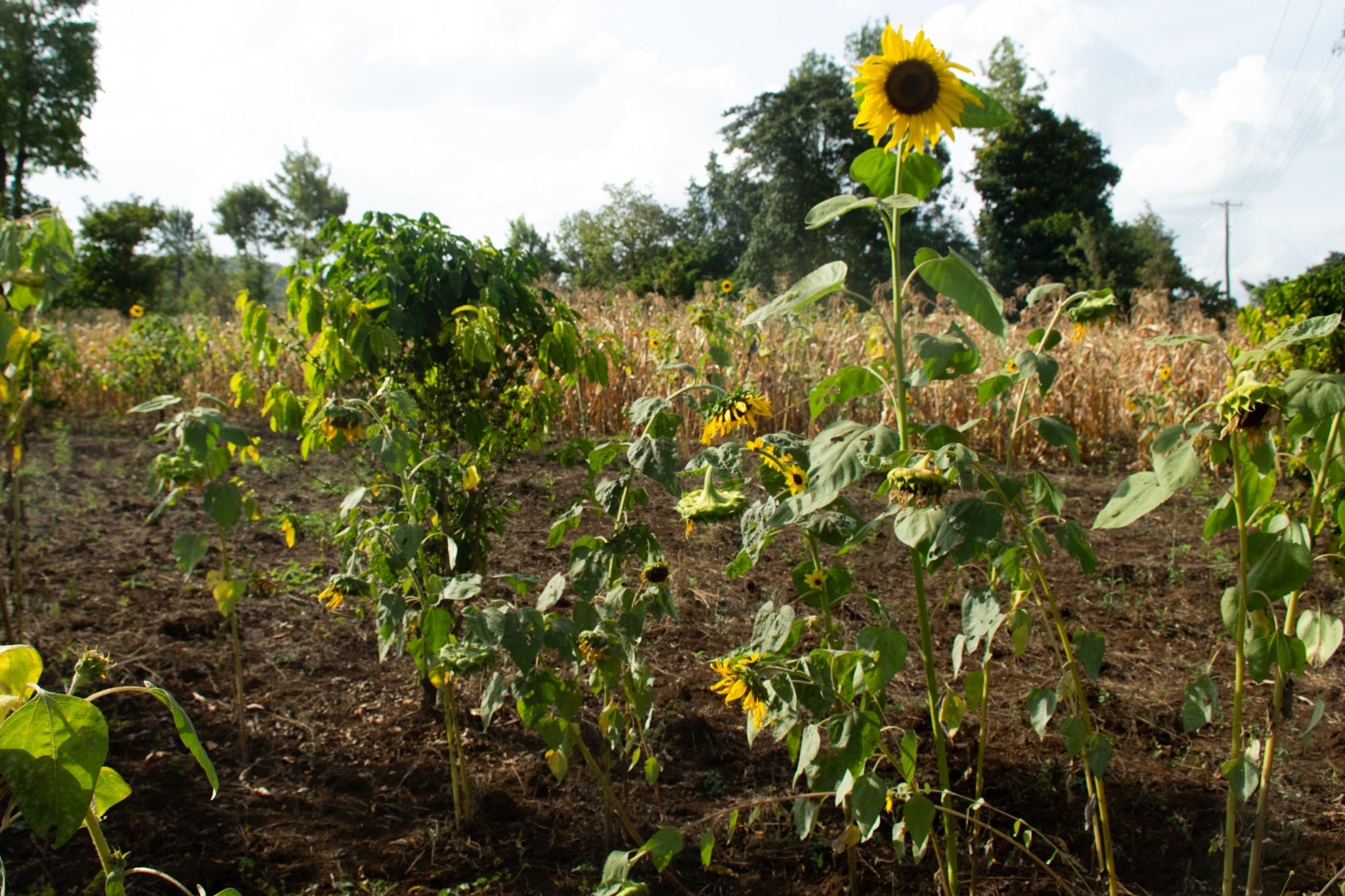 Bright yellow sunflowers now grow on patches of land where once maize and miraa were cultivated