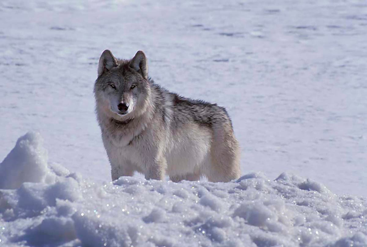 US states look to step up wolf kills, pushed by Republicans