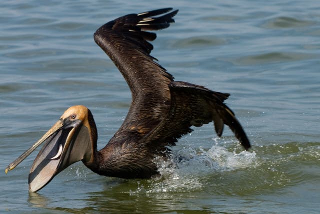 A brown pelican covered with oil from the BP Deepwater Horizon oil spill, eats a fish at Sandy Point in the Gulf of Mexico, near Venice, Louisiana, June 15, 2010,