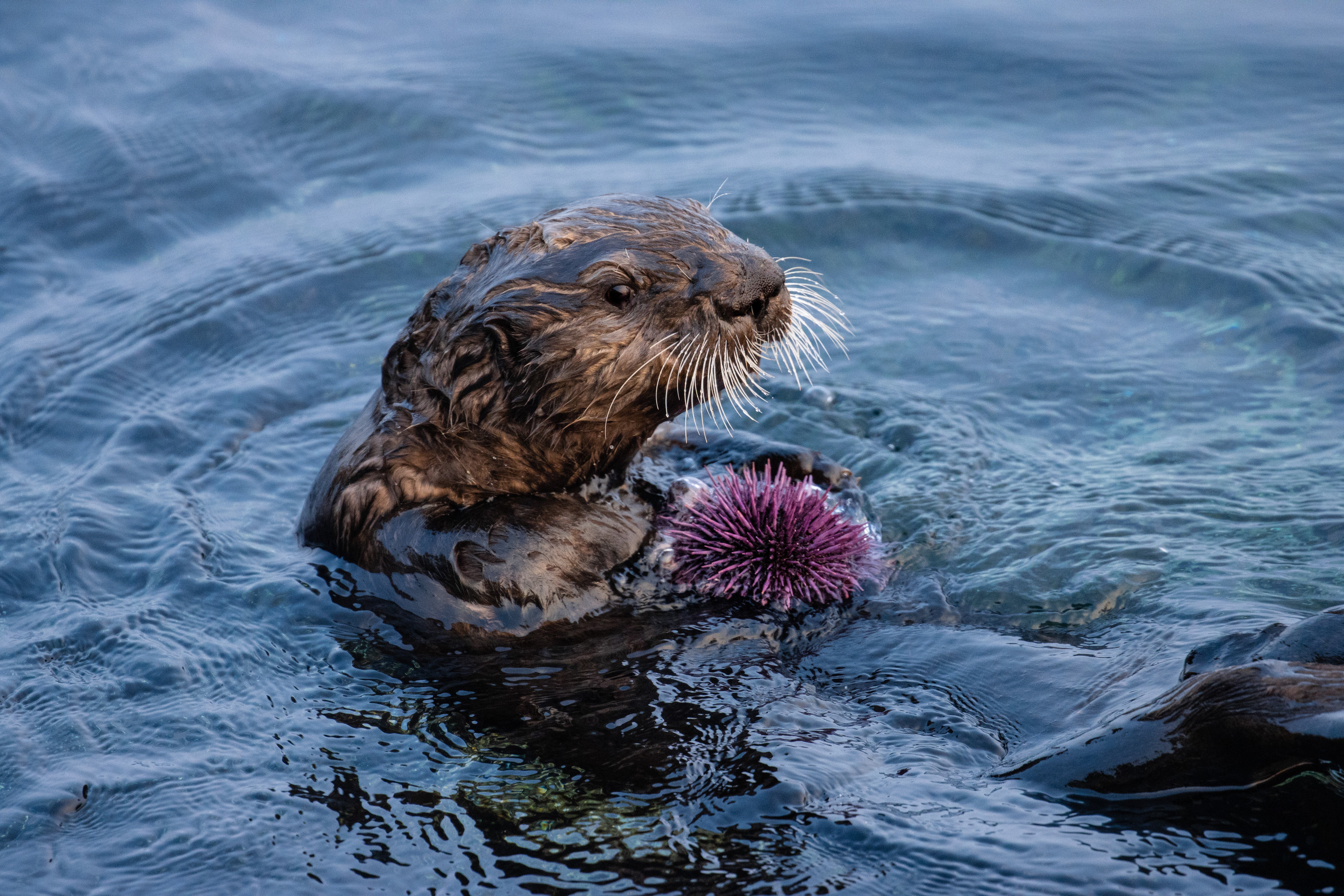 A southern sea otter with a purple sea urchin in Monterey Bay, California.