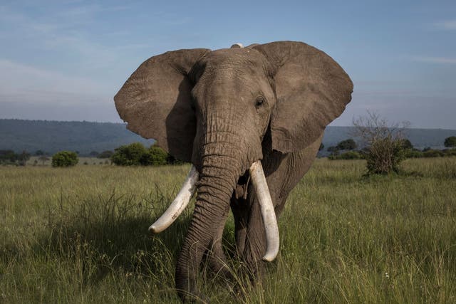 A male elephant grazes in plains of the Mara North Conservancy, Kenya
