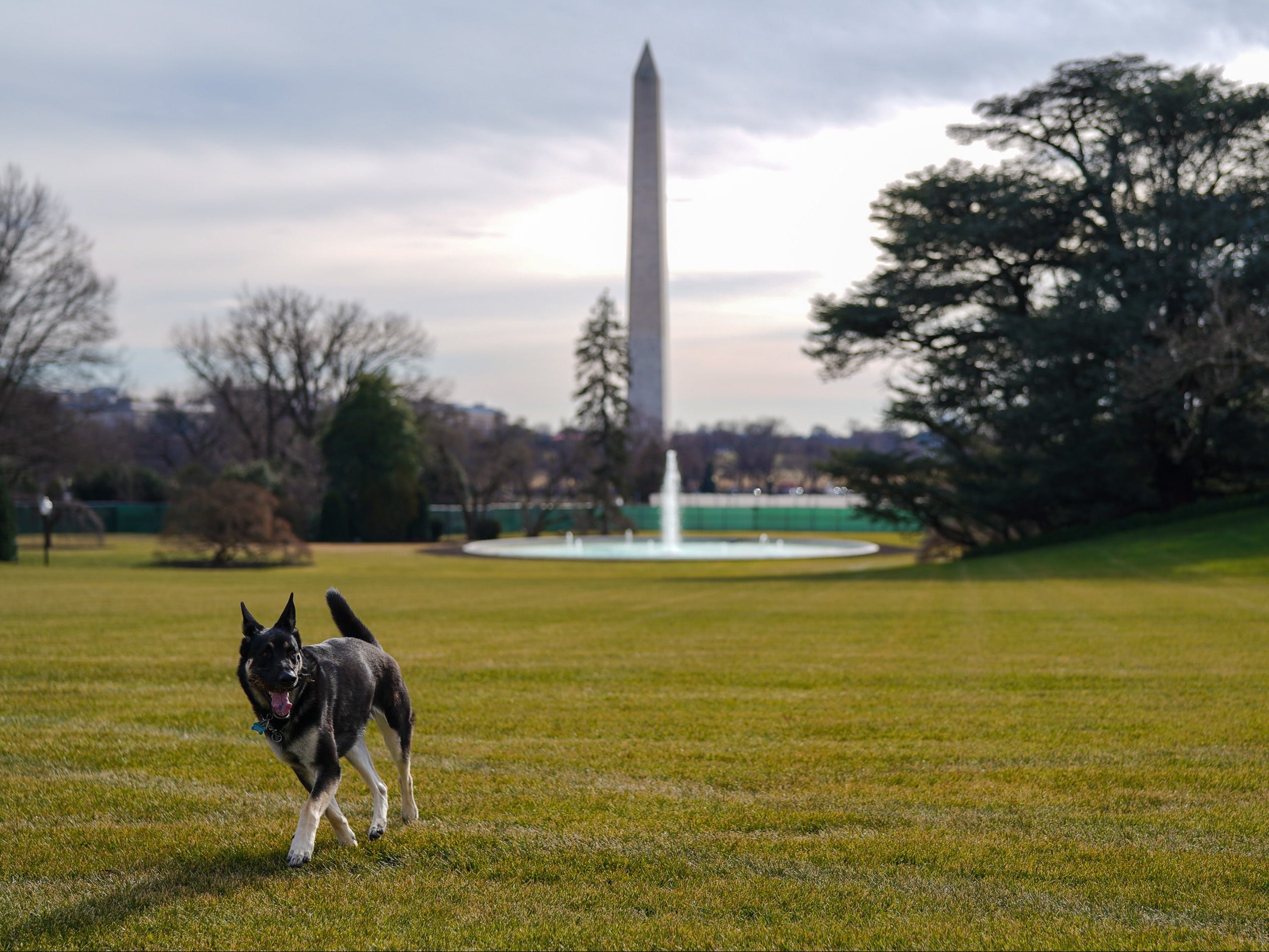 A handout photo made available by the White House shows First Dog Major outside the White House, in Washington, DC