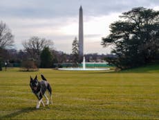 Biden’s dogs returned to Delaware after ‘biting incident’ and ‘aggressive behaviour’