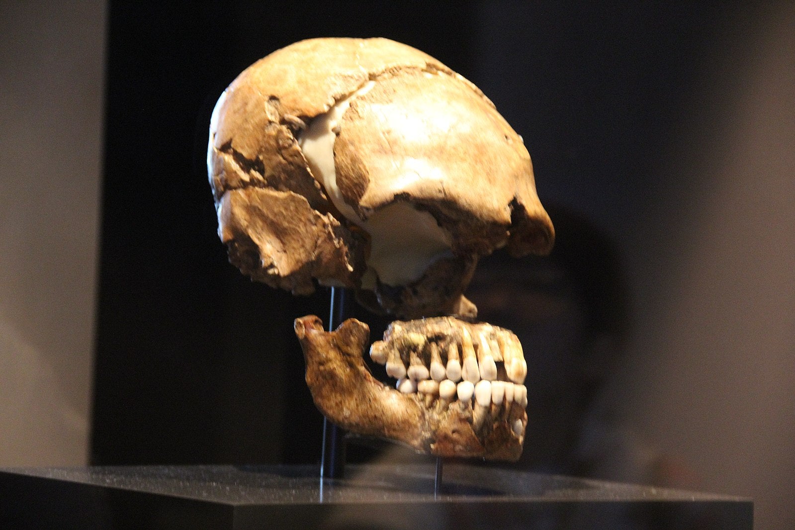 A neanderthal skull at the Neues Museum Berlin Stone Age Gallery