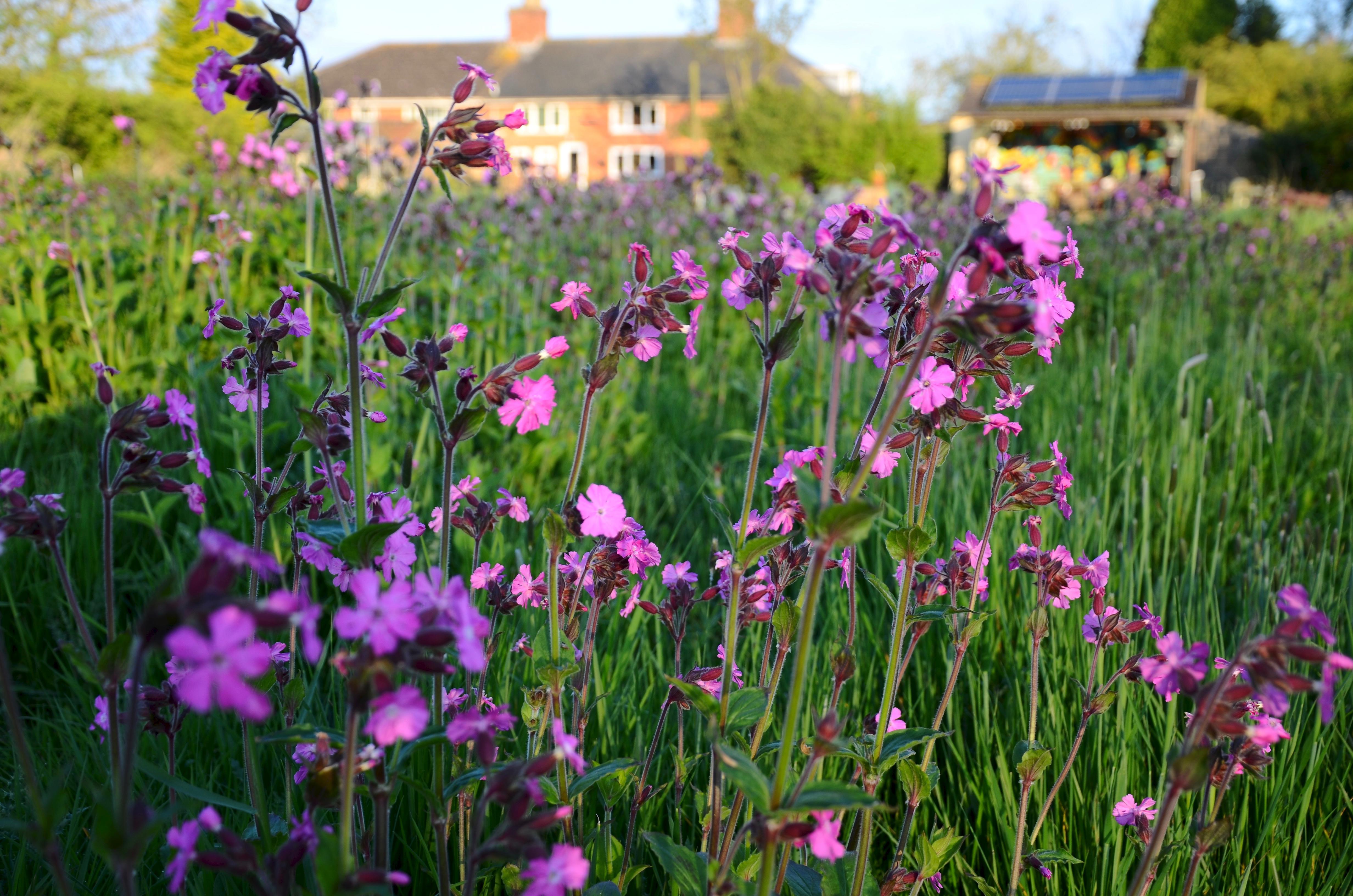 Wildflower garden (Alamy/PA)