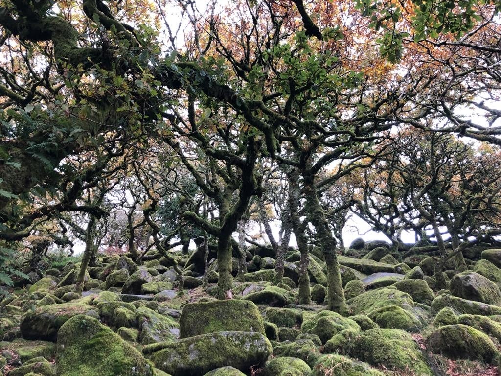 The stunted oak trees of haunted Wistman’s Wood