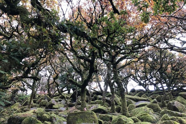 <p>The stunted oak trees of haunted Wistman’s Wood</p>