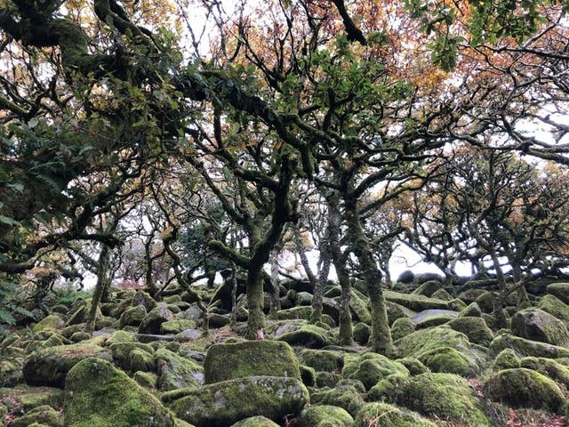 <p>The stunted oak trees of haunted Wistman’s Wood</p>