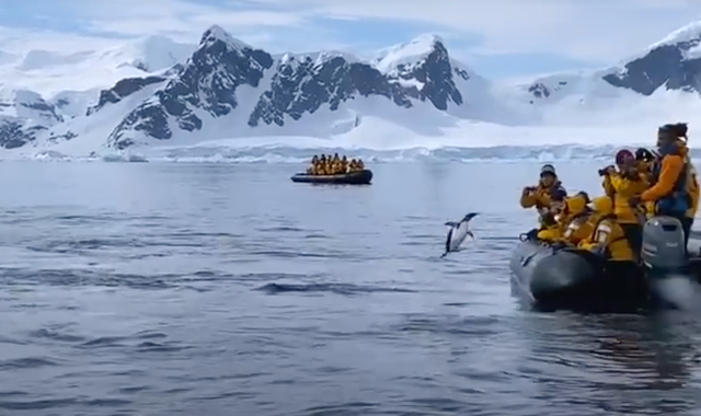 <p>Pingüino salta a un barco de turistas a salvo de la orca.</p>