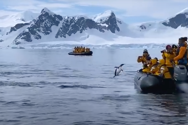 <p>The penguin made several attempt to jump aboard the dinghy </p>