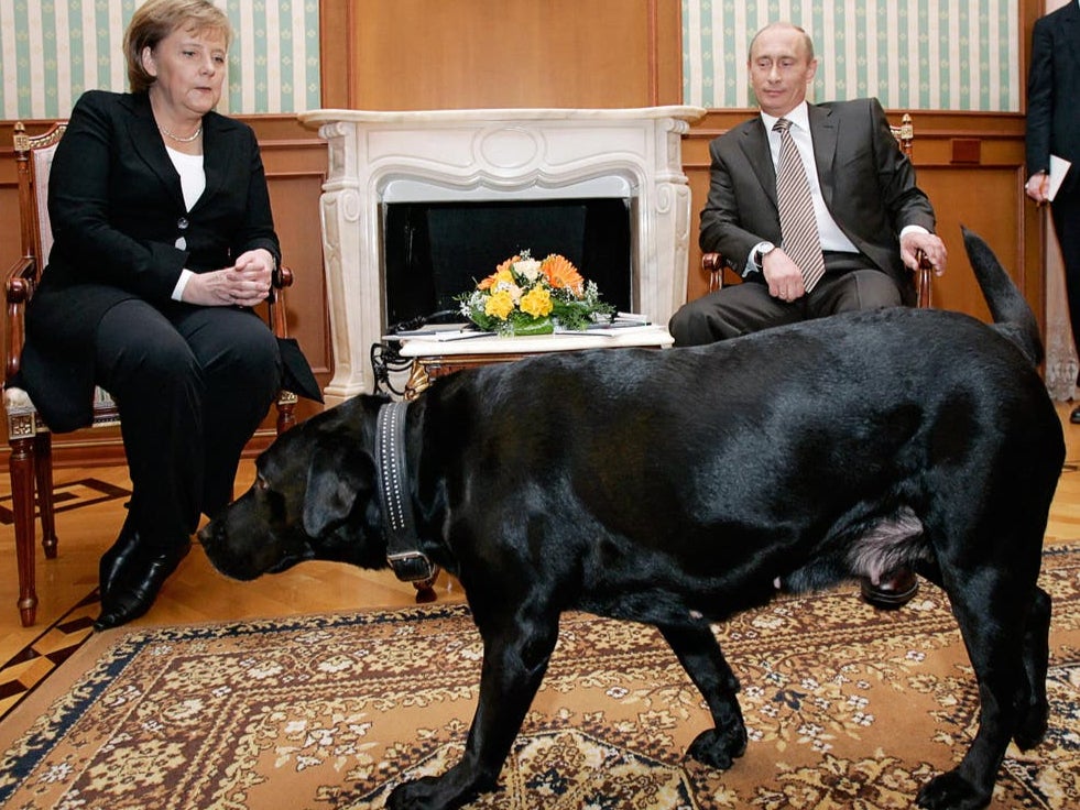 Angela Merkel looking uncomfortable throughout her meeting with Putin as his large black labrador wandered around the meeting room