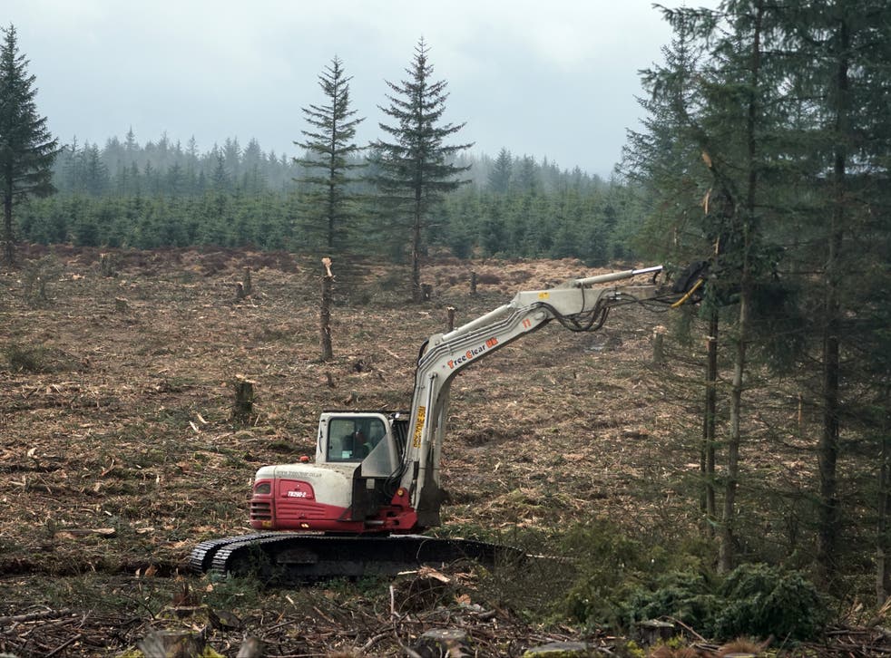 A vertical mulcher machine is used to clear trees during the restoration of an ancient bog near Kielder Water in Northumberland