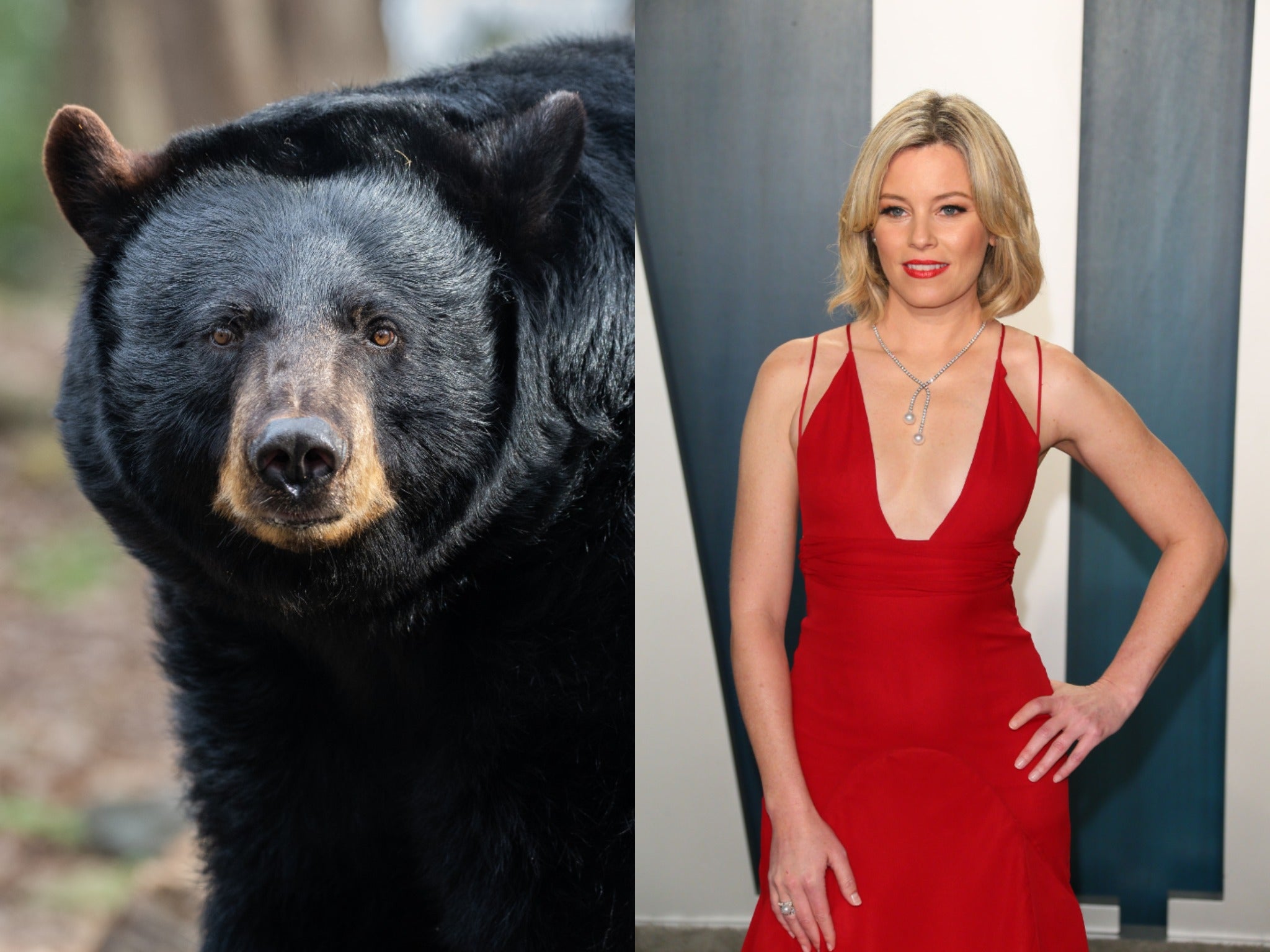<p>True story of infamous bear who consumed duffel bag of cocaine to get Hollywood treatment</p>