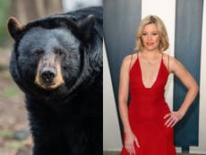Cocaine Bear: True story of infamous bear who consumed duffel bag of cocaine and got Hollywood treatment