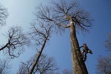 Councils secure share of ?2.9m in emergency tree fund from Woodland Trust 