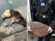 Dog owner who tied heavy rock to pet and threw it into river fined £80