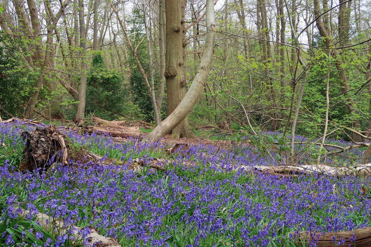 A carpet of bluebells in ancient Norsey Wood