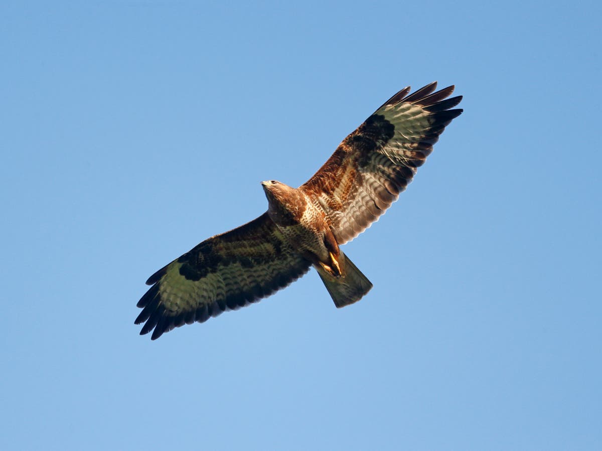 RSPB video shows two buzzards illegally lured to grouse moor and shot ...