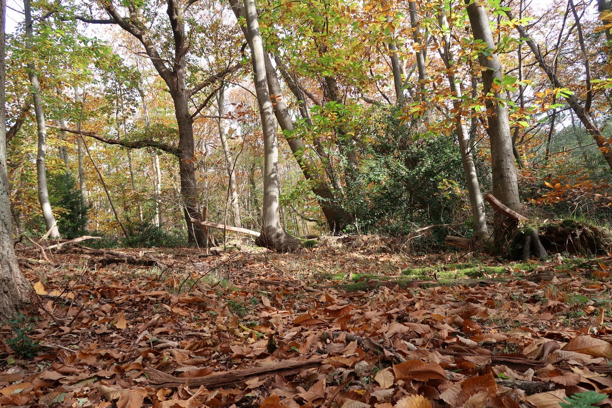 Billericay has woodlands to explore nearby