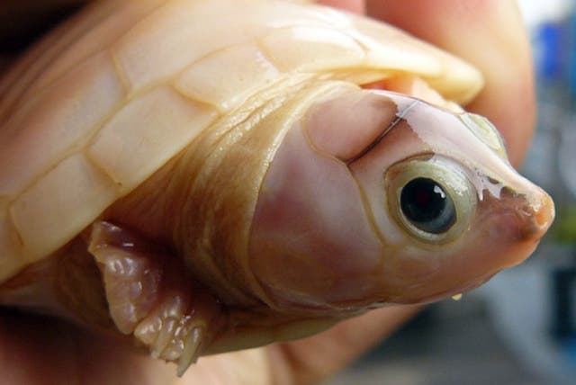 File photo of an albino turtle born at a biological reserve in Brazil. Around one in every 100,000 turtle hatchlings are albino